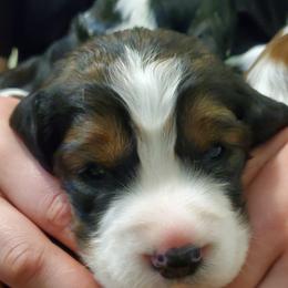 English Springer Spaniel Puppies from Maple Hill Farm English Springer Spaniels