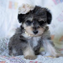 Golden Tempo - Merle female Schnoodle puppy in Grove, Oklahoma from Grand Lake Poodles & Doodles