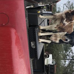 Border Collie All Grown Up from Mccurry Farms