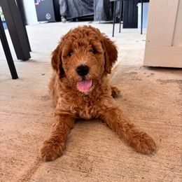 Candy - Apricot female Goldendoodle puppy in Umatilla, Florida from Darling Doodles