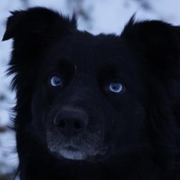 Ace - Australian Shepherd