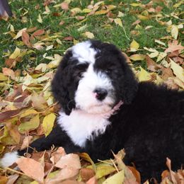 Bernedoodle Puppies from Belly Rubs