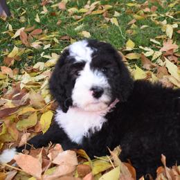 Bernedoodle Puppies from Belly Rubs