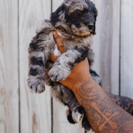 Bernedoodle Puppies from Crown Stephens Family Doodles