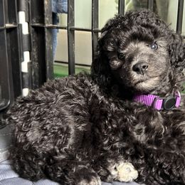 Poodle Puppies from Erisse Poodles