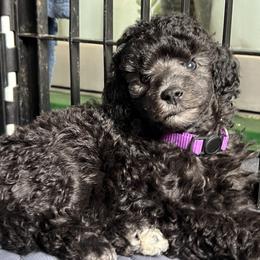 Poodle Puppies from Erisse Poodles