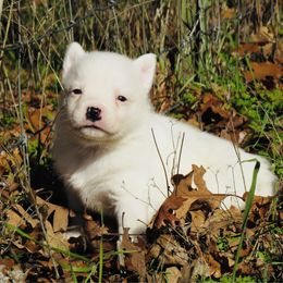 Leo - Blue mottled male Australian Cattle Dog puppy in Redding, California from Macushla Kennel