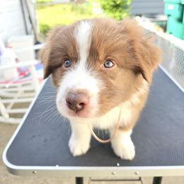 Australian Shepherd Puppies from Starlit Grove Australian Shepherds