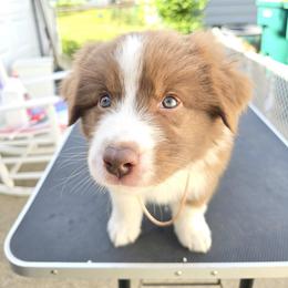 Australian Shepherd Puppies from Starlit Grove Australian Shepherds