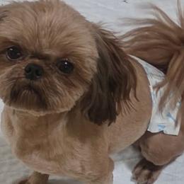 Oscar - Shih Tzu