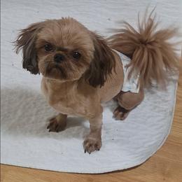 Oscar - Shih Tzu