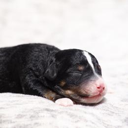 Pumpkin - Tri-color female Bernedoodle puppy in Glendale, Arizona from Arizona Bernedoodles