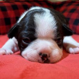 Girl 1 - Black brindle and white female Boston Terrier puppy in Conyers, Georgia from Dixe Hill Dogs