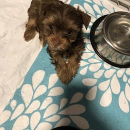 Yorkshire Terrier Puppies from Happy Days Acres and Yorkies