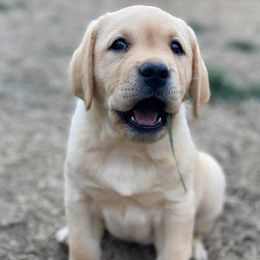 Labrador Retrievers from Courtney's Labrador Retrievers