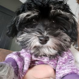 Paprika - Black and white female Havanese puppy in New Castle, Colorado from Havanese Havaton Pups