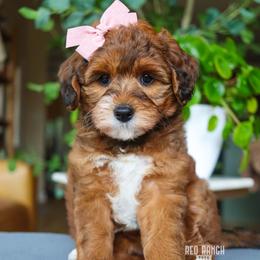 Soleil - Sable female Bernedoodle puppy in Salado, Texas from Red Ranch Dogs
