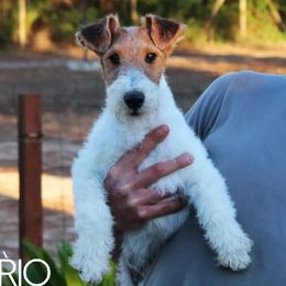 Luca - Wire Fox Terrier