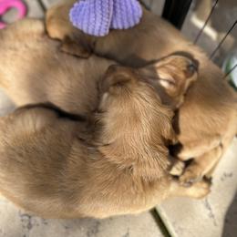 Golden Retriever Puppies from Golden Wiggle Retrievers