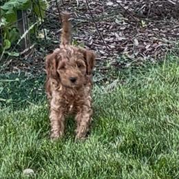 Harley - Red male Cavapoo puppy in Bozeman, Montana from Montana Cavapoo