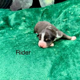 Rider - Black tri-color female Australian Shepherd puppy in Vernal, Utah from Dancing M Kennels
