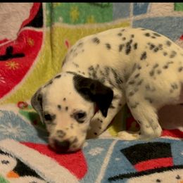 Seraphina - White and black female Dalmatian puppy in Las Vegas, Nevada from 101 Dew Dream Valley Dalmatians