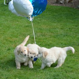 Golden Retriever Puppies from Sunburst Goldens