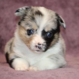 Blue Merle - Blue merle and white female American Corgi puppy in Clovis, New Mexico from Sweet & Salty Cowdogs