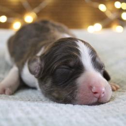 Orion - White and gold male Bordoodle puppy in Ashland, Ohio from Cherry Blossom Doodles