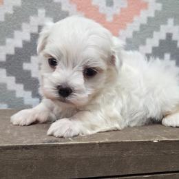 Luca - White male Maltese puppy in Monticello, Iowa from Ashley’s Puppies