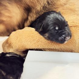 German Shepherd Puppies from vom Hermes German Shepherds