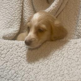 Girl 1 DO NOT FILL OUT APP UNLESS SERIOUS - Cream female Dachshund puppy in Wisconsin from Sabe and Shabe’s Doxies