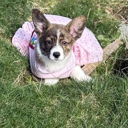 American Corgis and Pembroke Welsh Corgis from Coastal country Farms