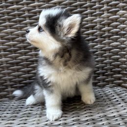 Clyde - Black and white male Pomsky puppy in Hudson, New Hampshire from Granite State Pomskies