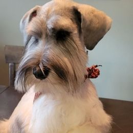 Duncan - Miniature Schnauzer