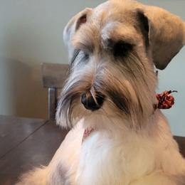 Duncan - Miniature Schnauzer