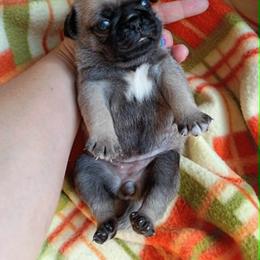 Molly AKC fawn female - Fawn female Pug puppy in Blountsville, Alabama from Rock Springs Pugs