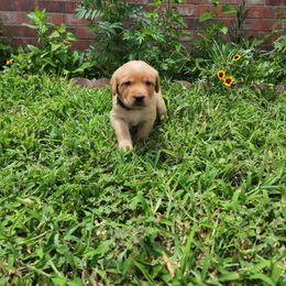 Labrador Retriever Puppies from Rebecca Barkelew