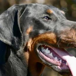 Diamond - Doberman Pinscher