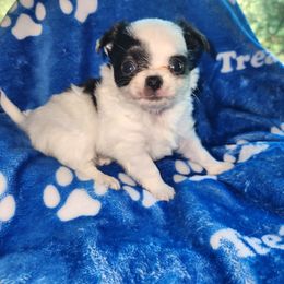 Mickey - Black and white male Chihuahua puppy in Attleboro, Massachusetts from Treasured Hearts Chihuahuas