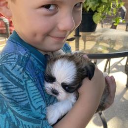 Shih Tzu Puppies from Willow Lane Shih Tzus