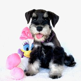 Miniature Schnauzer Puppies from Kindred’s Classic Miniature Schnauzers