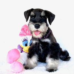 Miniature Schnauzer Puppies from Kindred’s Classic Miniature Schnauzers