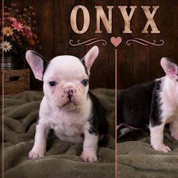 Male husky 4 - Black and white male French Bulldog puppy in Denison, Texas from Lovemyfrenchies – Stoddard Frenchbulldog's