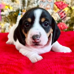 Tootsie - Piebald female Dachshund puppy in Gentry, Arkansas from Sweet As Pie Doxies