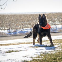 German Shepherd Puppies from Journey's German Shepherds (Kennel Vom Himmel)
