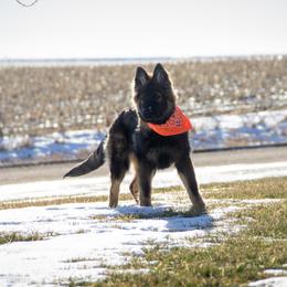 German Shepherd Puppies from Journey's German Shepherds (Kennel Vom Himmel)