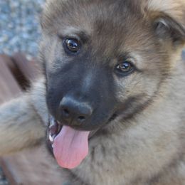 German Shepherds from Vom Haus Borchardt