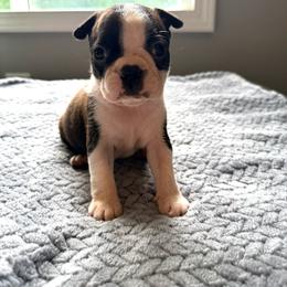 Jack - Black brindle and white male Boston Terrier puppy in Kentucky from Graceful Paws