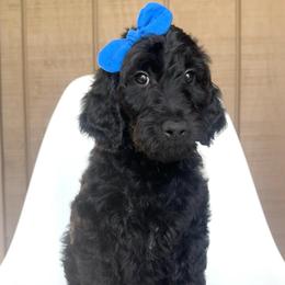 Dryad - Black female Goldendoodle puppy in Mount Pleasant, Tennessee from Doodle My Heart